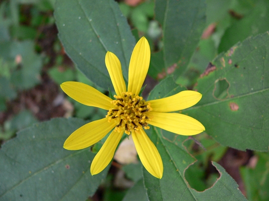 {Helianthus decapetalus}